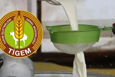 24 bin kilogram koyun sütü satışa çıkıyor! TİGEM 23 bin 760 TL geçici teminat ile ihale yapacak