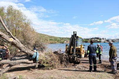 Bodrum'da fırtınada devrilen ılgın ağaçları yeniden toprakla buluşuyor