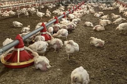 Tavuk ihracatı durduruldu