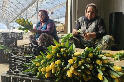 Kadınlar Günü'ne özel suda lale üretimi