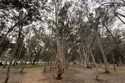 'Okaliptüs ağaçlarının hepsi köklenmeli