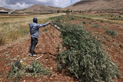 İsrailli yerleşimciler Batı Şeria'da zeytin ağaçlarını kesti