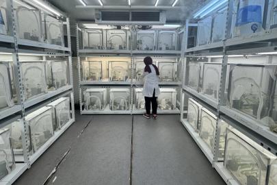 Kahverengi kokarcaya karşı samuray arısı kullanılacak