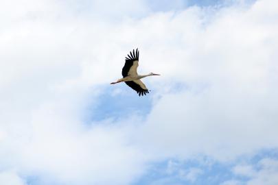 Leyleklerin ‘yuva’ kararsızlığı