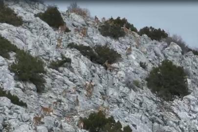 Yaban keçileri, termal dronla görüntülendi