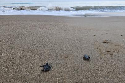 32 yıllık caretta mücadelesi; 1,5 milyon yavru denize ulaştı