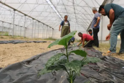 Adana’da kahve üretimi için ilk fidan toprakla buluştu