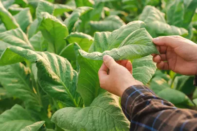 Artvin 46 yıl sonra tütün ekimine yeniden başlıyor