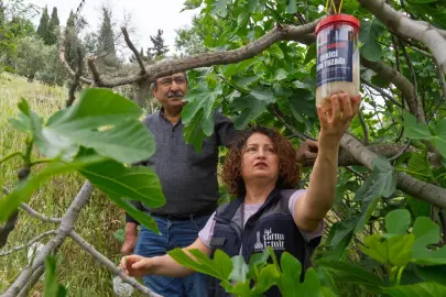 İncirde kalite kaybına karşı İzmir'de doğal mücadele