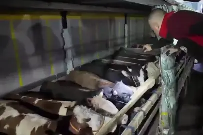 Kurban Bayramı öncesi canlı hayvan kontrolüne sıkı denetim
