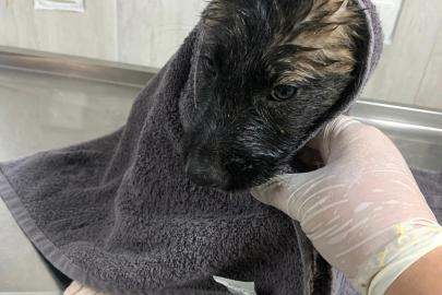 Su kanalında mahsur kalan 2 yavru köpek kurtarıldı