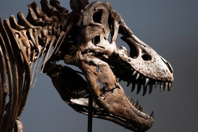 Dinozor iskeleti rekor fiyata satıldı